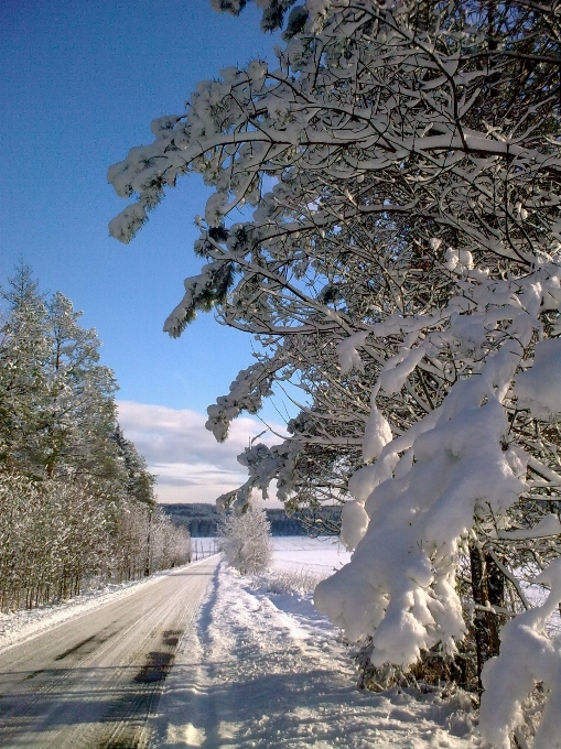 Invierno paisaje nieve árbol