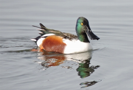 Photo Canard volaille
 sauvage oiseau