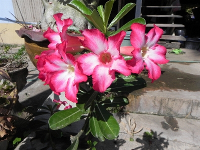 Foto Natura fiore pianta rosa