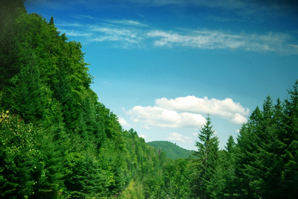 Forest green nature cloud