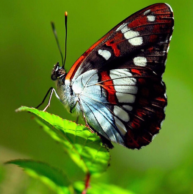 Schmetterling fliege motten und schmetterlinge
 insekt