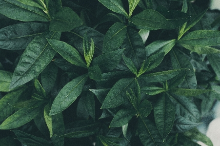 Leaf green flower plant Photo