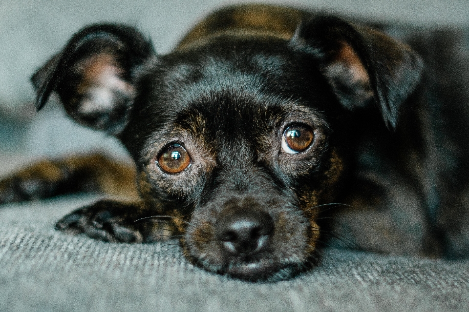 Cachorro mamífero vertebrado
 raça de cachorro
