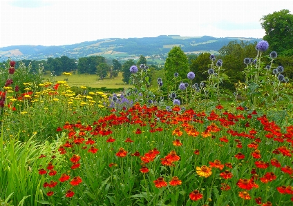 Foto Castello galles paesaggio naturale
 prato
