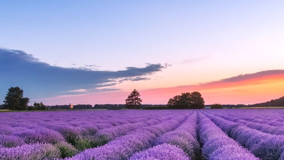 Nature sky lavender english field