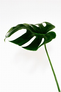 Green leaf monstera deliciosa botany Photo