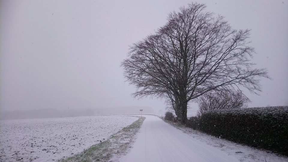 Neige hiver arbre alstrup
