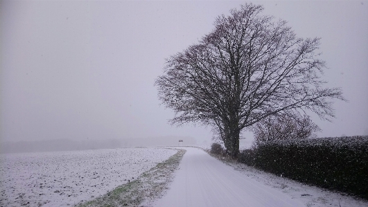 Foto Neve inverno árvore alstrup
