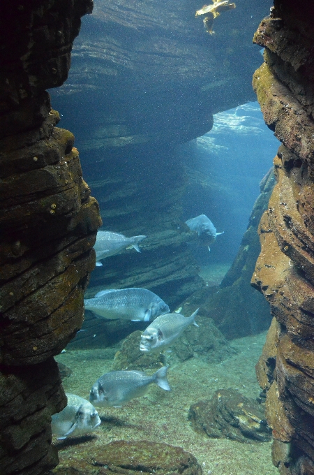 Oceanarium
 lizbona
 woda rock