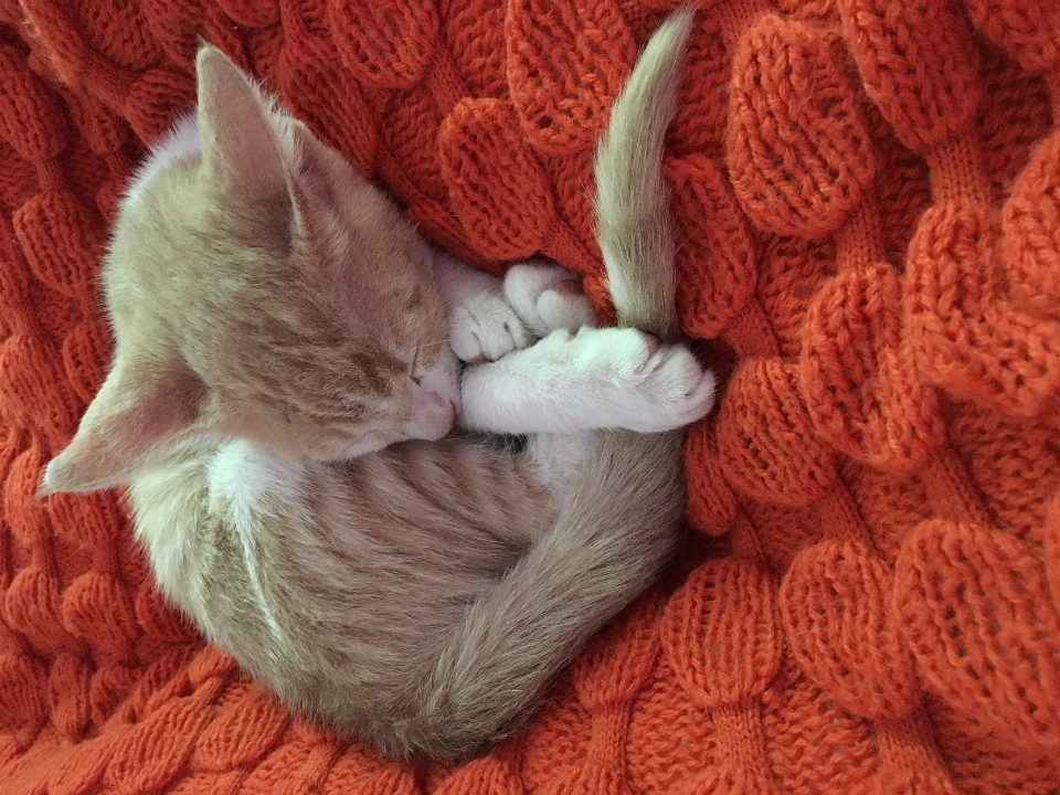 Gato laranja gatinho dormir