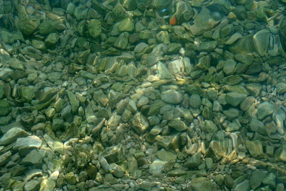 Nature underwater organism plant