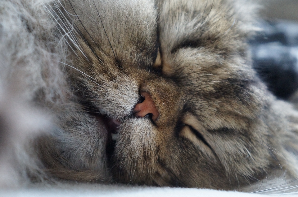 Gato felídeos
 bigodes
 gatos de pequeno a médio porte
