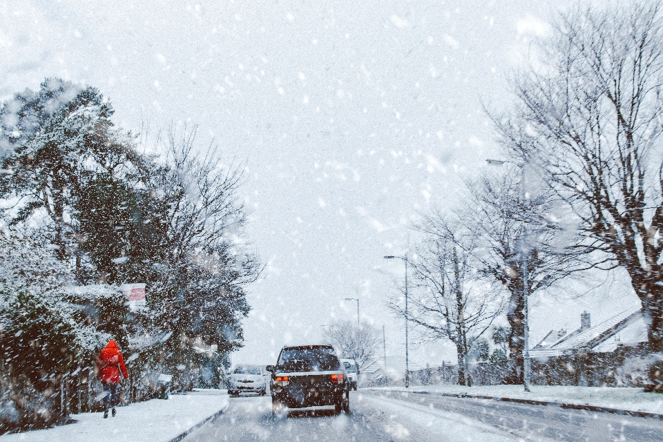 雪 冬天 冷冻 树