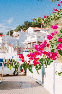 Flower pink bougainvillea town Photo