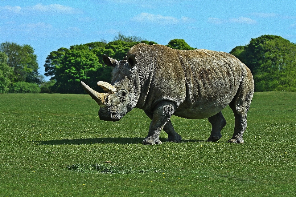 サイ 白 シロサイ
 動物