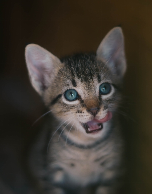 Gatto mammifero vertebrato
 gatti di piccola e media taglia
