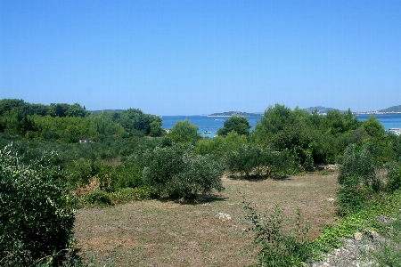 Nature vegetation shrubland plant community Photo