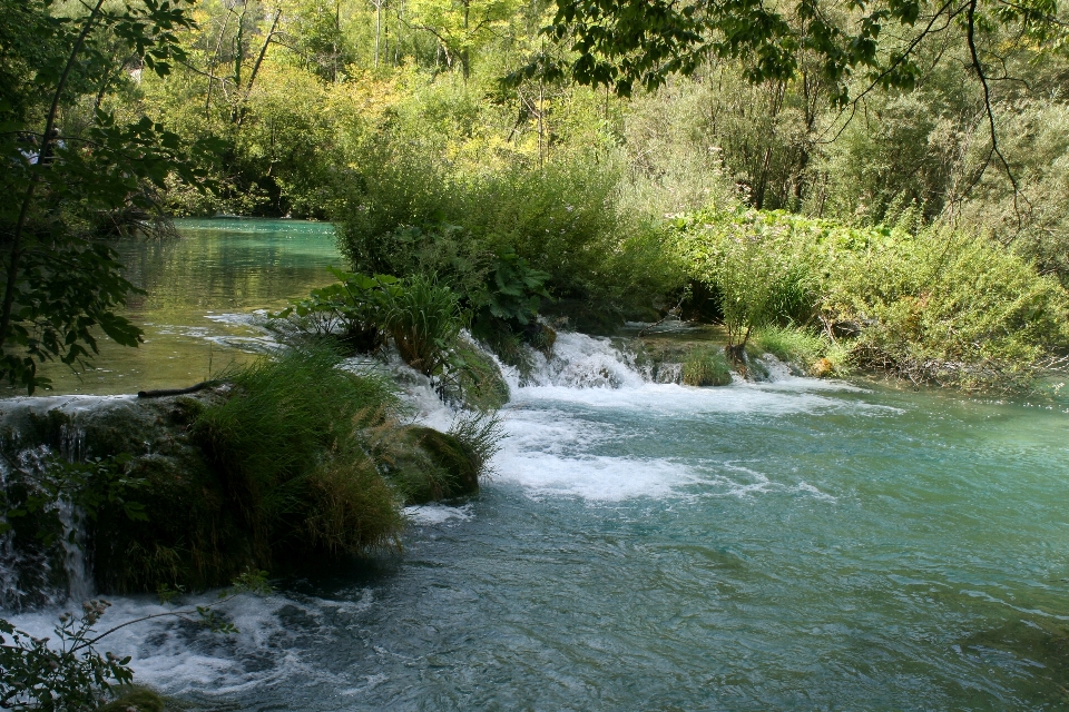 Croacia naturaleza planta lago