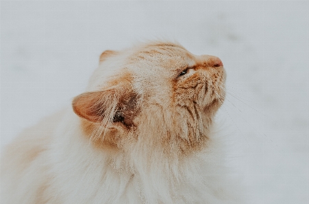 Foto Kucing felidae
 cambang
 berukuran kecil hingga sedang
