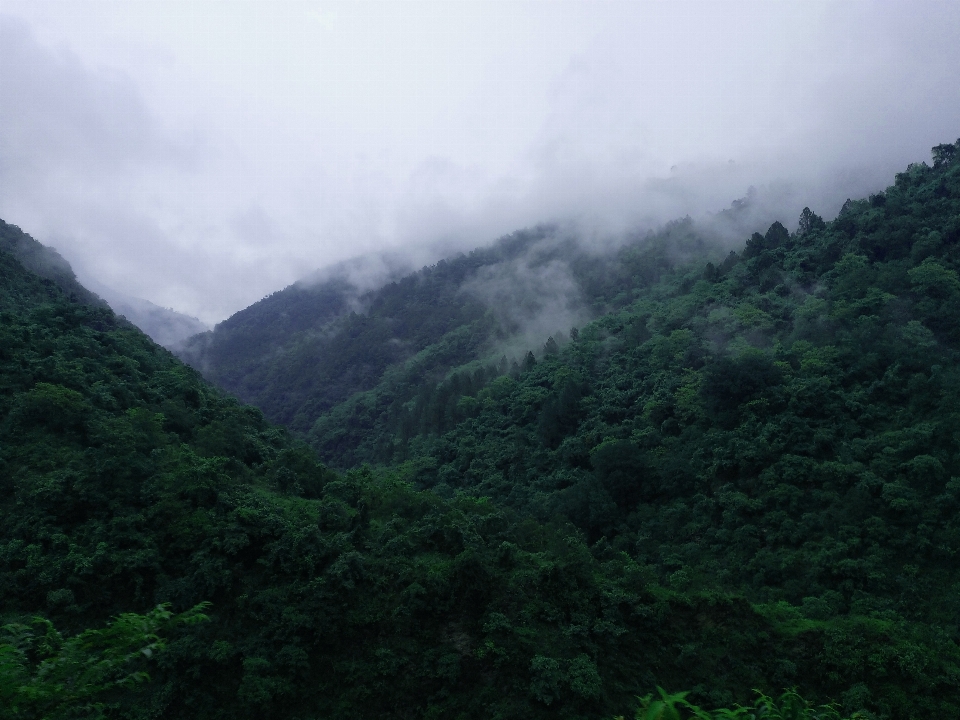 自然 森 風景 秋