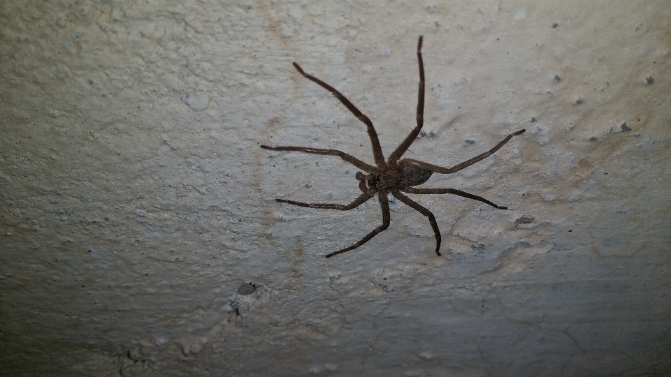 Araignée vermine
 sombre noir