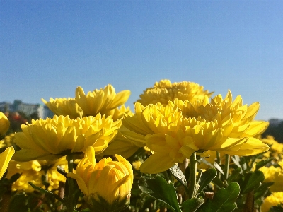 Blue sky blurred background close up daisies Photo