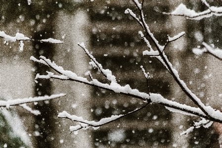 雪 ブランチ 水 黒と白
 写真