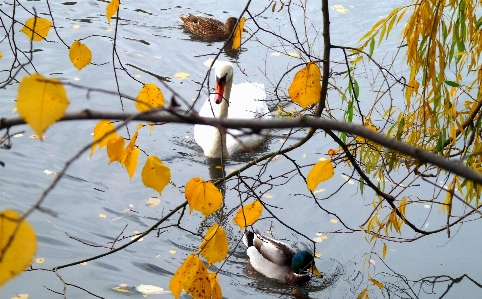 Cromford swan bird branch Photo