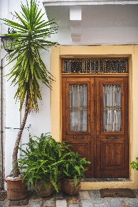 Green door houseplant plant Photo