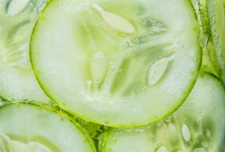 Green plant cucumber vegetable Photo