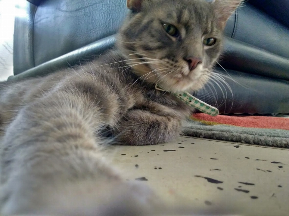 Gato bravo
 de rua
 cara gato
