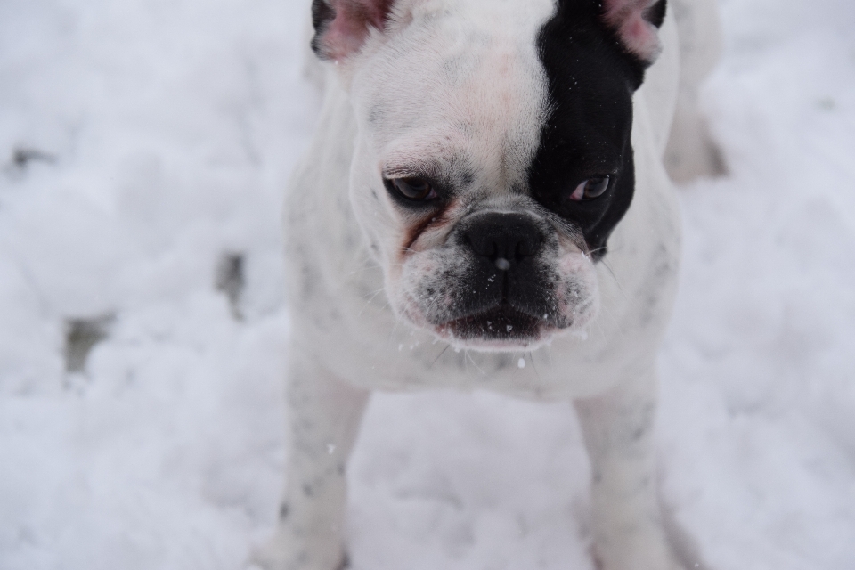 Neve cachorro mamífero vertebrado
