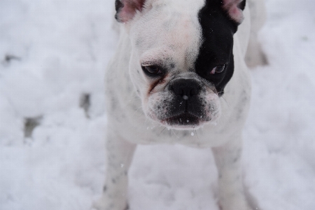 Foto Neve cachorro mamífero vertebrado
