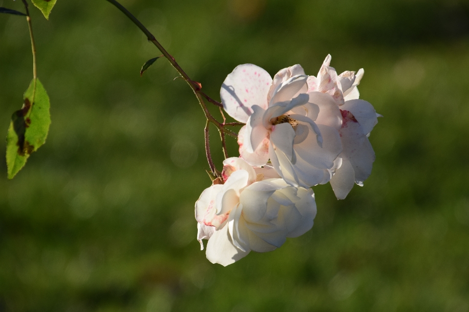 Roses white flower petal