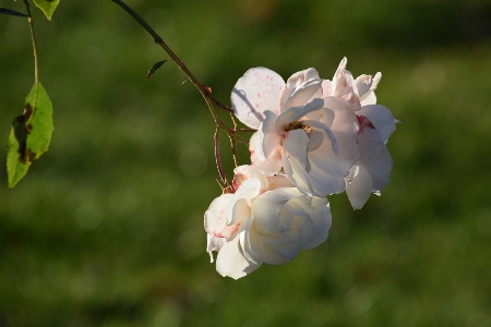 Roses white flower petal Photo