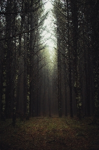 Foto Pohon hutan alam lingkungan alami
