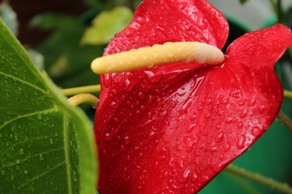 自然 花 雨 赤