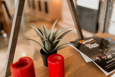 Houseplant plant ananas flower Photo