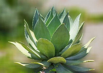 Green love plant miami Photo