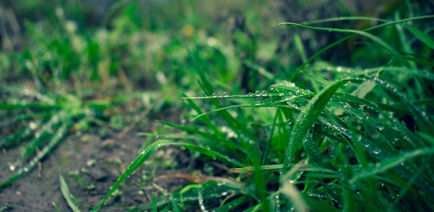 Dew petal drop moisture Photo