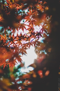 Tree leaf red orange Photo