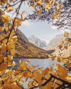 自然 木 葉 自然の風景
 写真