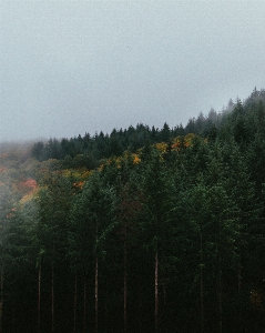 Atmospheric phenomenon sky tree fog Photo