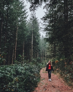 Tree forest trail natural environment Photo