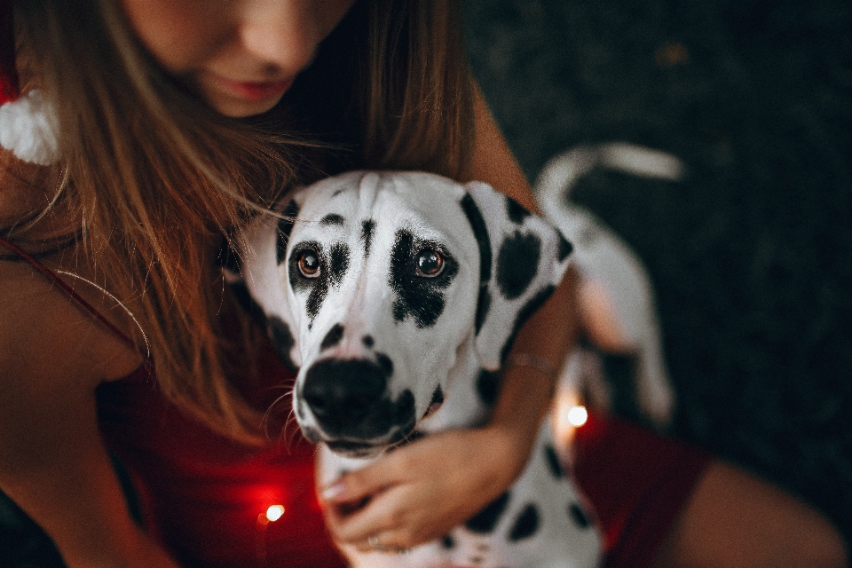 Dálmata cachorro mamífero canídeos
