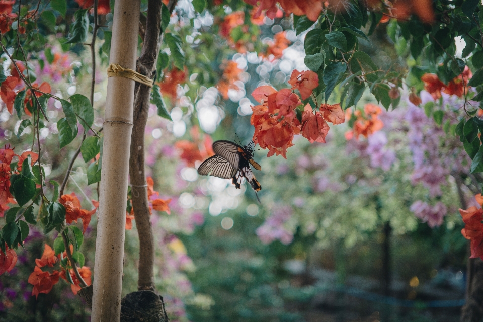 Borboleta flor plantar monarca
