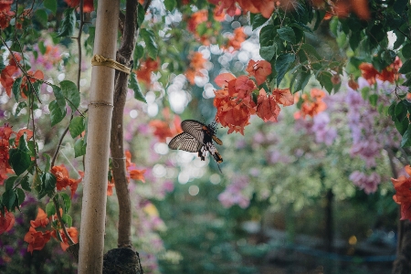 Butterfly flower plant monarch Photo