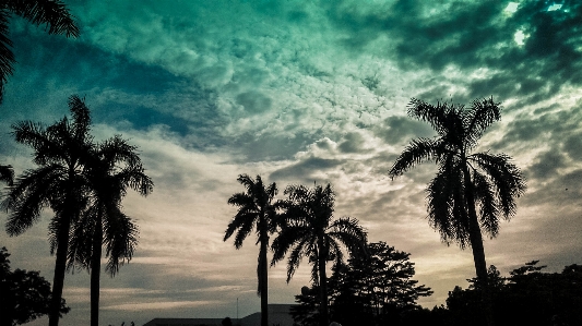 Sky tree nature palm Photo