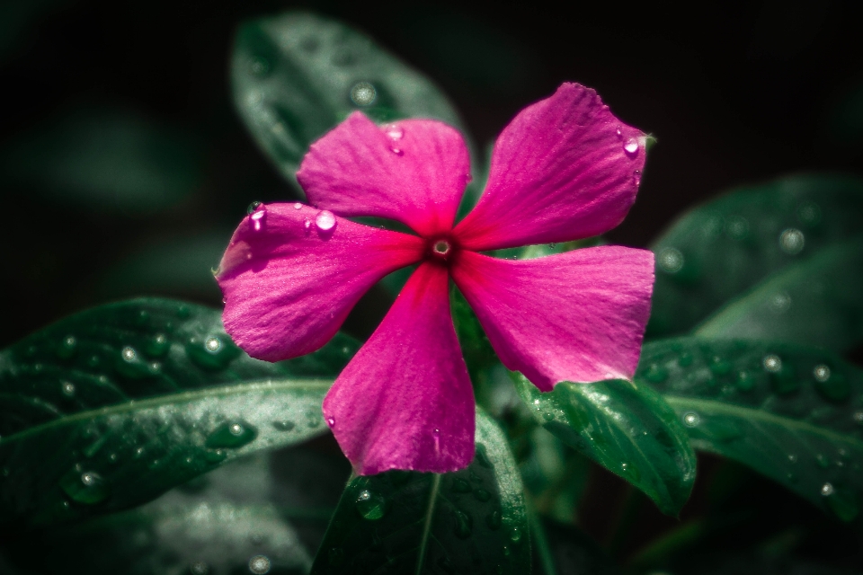 Flor
 pétalo flor rosa