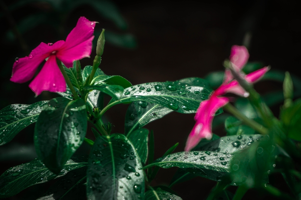 Fiore rosa verde pianta